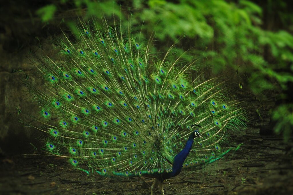 Kerala's First Peafowl Sanctuary