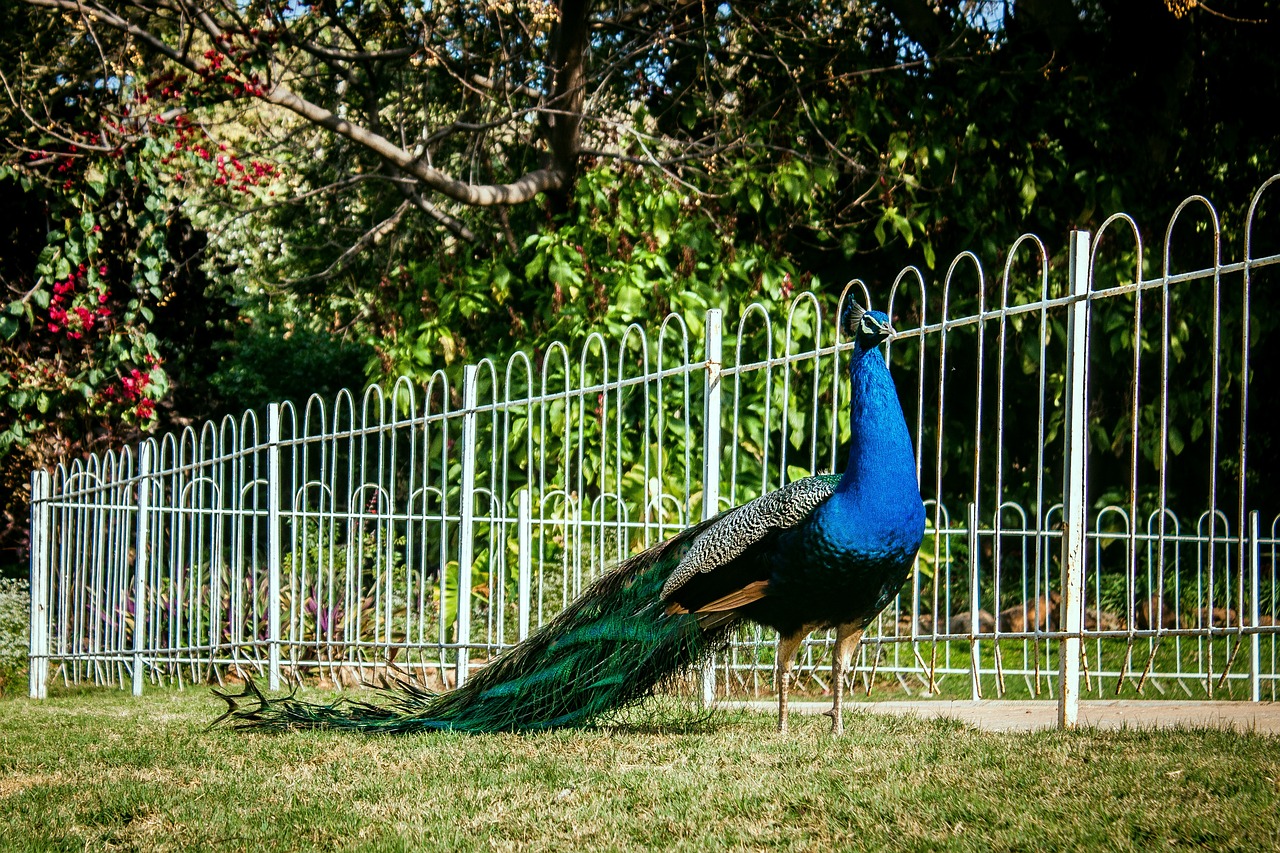 Kerala's First Peafowl Sanctuary
