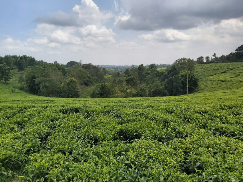 Wayanad climate